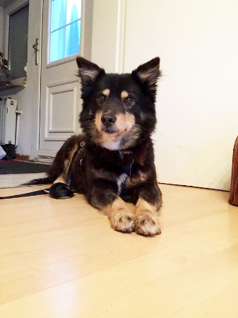 Wer bietet der süßen Isobel ein liebevolles Zuhause? Foto: Pro Vita Animale e.V.