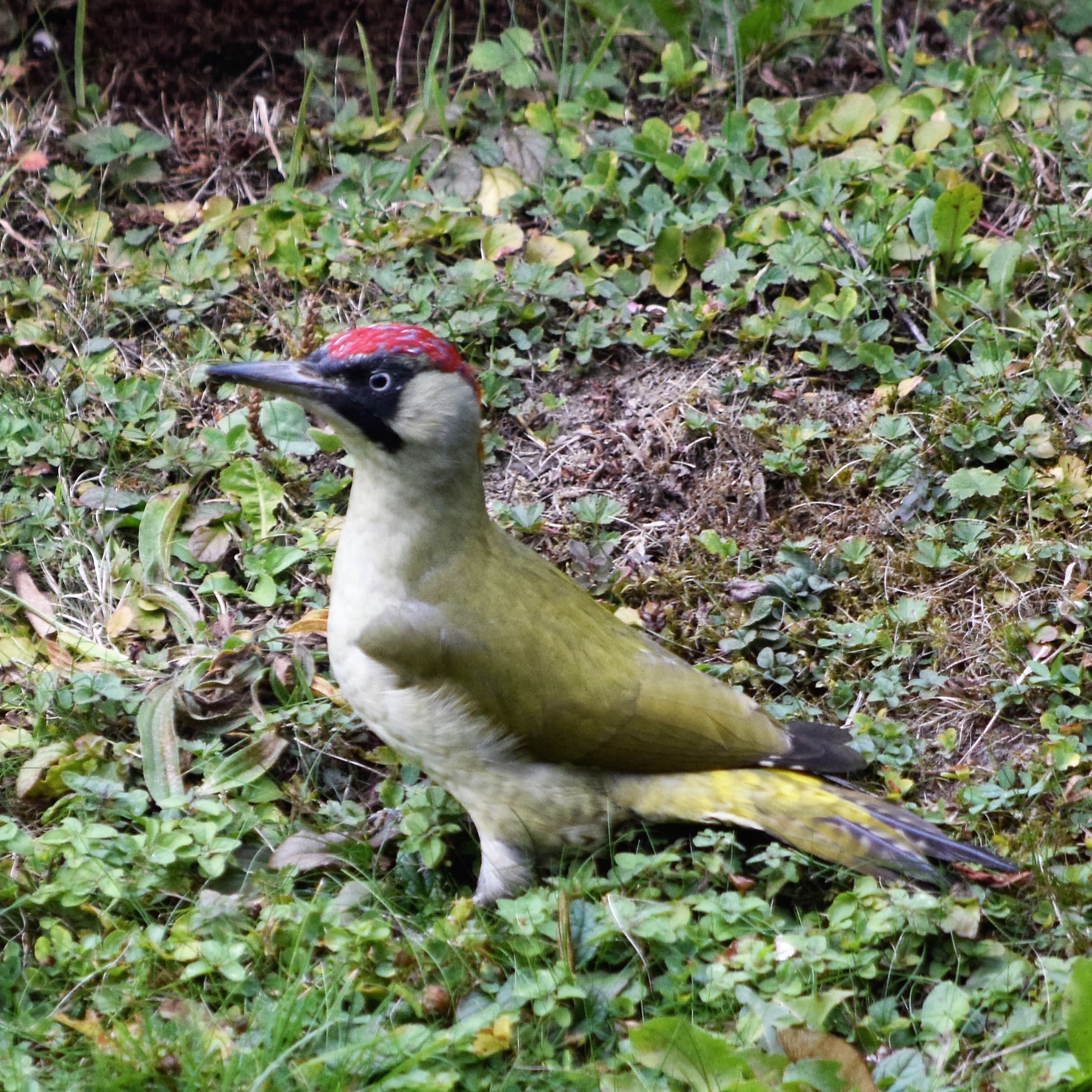 Grünspecht (Picus viridis)