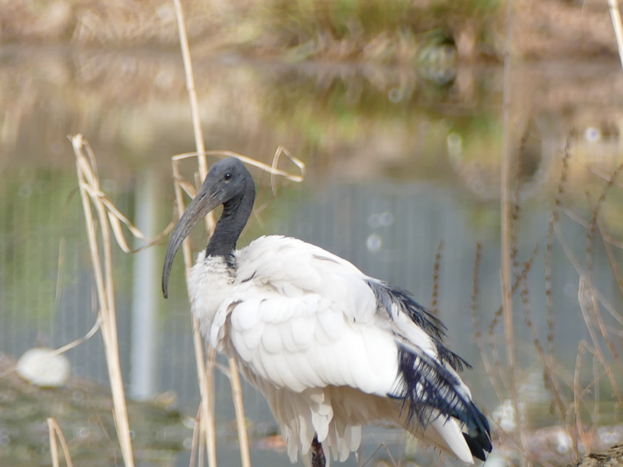Ibis ,ja ich bin der neue, hübsche