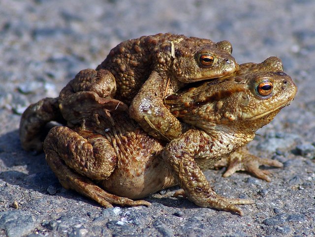 Frühlingsgefühle treiben die Erdkröten in Scharen aus ihren Verstecken. Unwiderstehlich zieht es sie zu den Gewässern, in denen sie selbst geboren wurden.