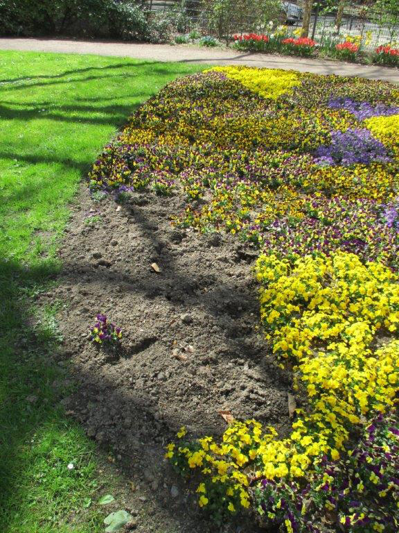 Im letzten Jahr klauten Diebe im Botanischen Garten Hamborn eine große Menge Stiefmütterchen.