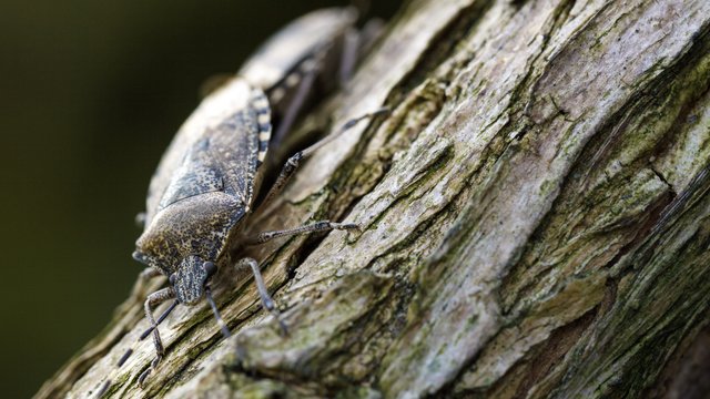 Jetzt sind sie gut zu beobachten: Graue Gartenwanzen bei der Vermehrung. Sie sind in der Sonne auf Bäumen und Sträuchern zu finden. Sie sind an sich schon vergleichsweise träge Zeitgenossen - aber bei der Paarung sind sie besonders langsam unterwegs. Von weitem wirken sie sehr Schmucklos. Von nahem, finde ich, sind sie aber durchaus interessant anzusehen. Die Insektenkiefer sind bei diesen Wanzen zu einem Rüssel umgeformt, der, wenn sie nicht an toten Insekten und vor allem an Pflanzen saugen, eingeklappt i