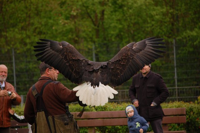 Wer hat hier einen Vogel? Tolle GreifvogelShow im Klever Tiergarten