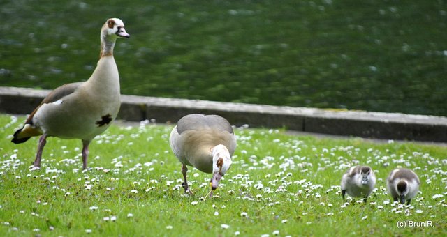 Eine schöne kleine Familie