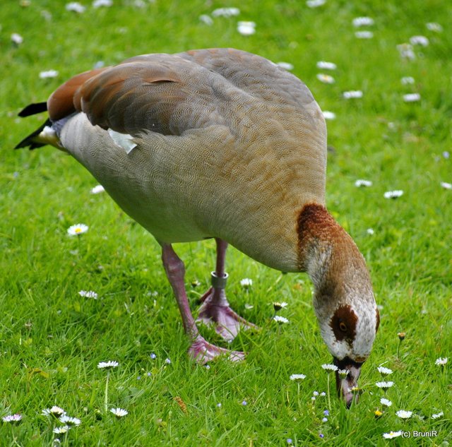 Scheint zu schmecken...