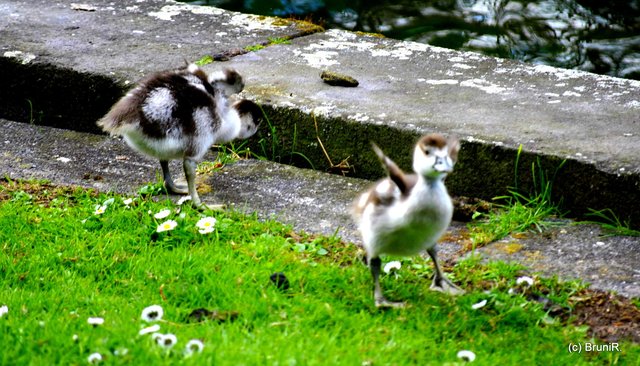 Die waren so niedlich, die beiden!