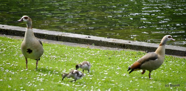 Da kann man Stundenlang zuschauen!
