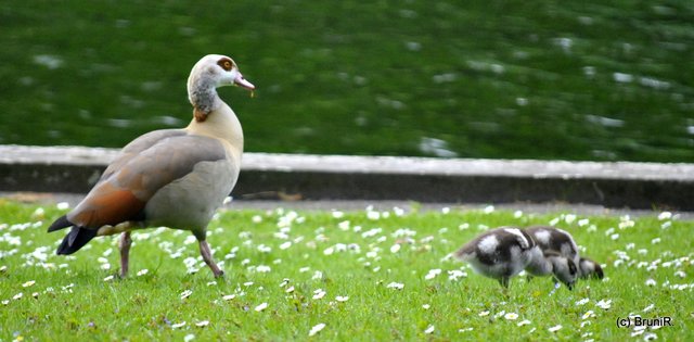 Und immer ein Auge auf die Kleinen...
