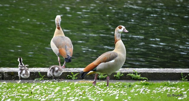 Oder doch nicht schwimmen?