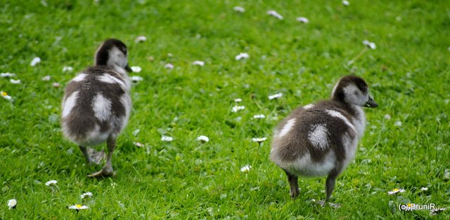 Dabei habe ich diese niedlichen Kücken gesehen!