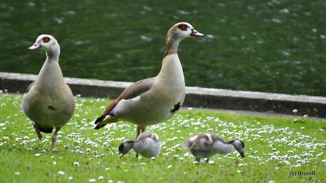 Aufpassen, ob keine Gefahr droht...