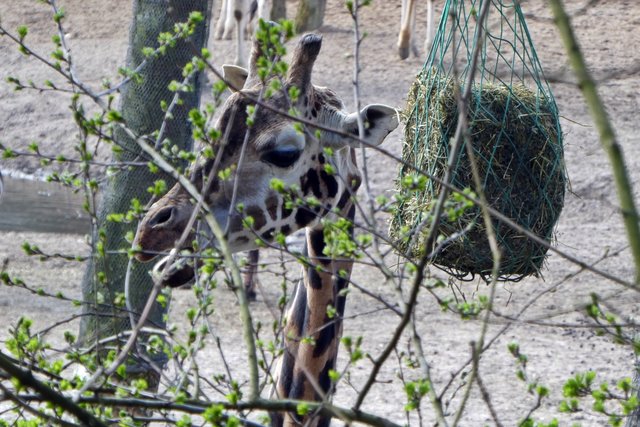 Ein Besuch im Königlichen BURGERS'ZOO Arnheim 8 - Castrop-Rauxel