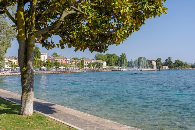 Im Bereich der Promenaden und Ufer im Südosten des Gardasees findet man viele Oliven- oder wie hier auch Gummibäume