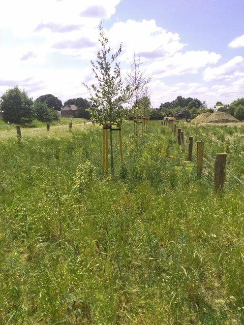 Ausgleichsmaßnahme an der Römerstraße