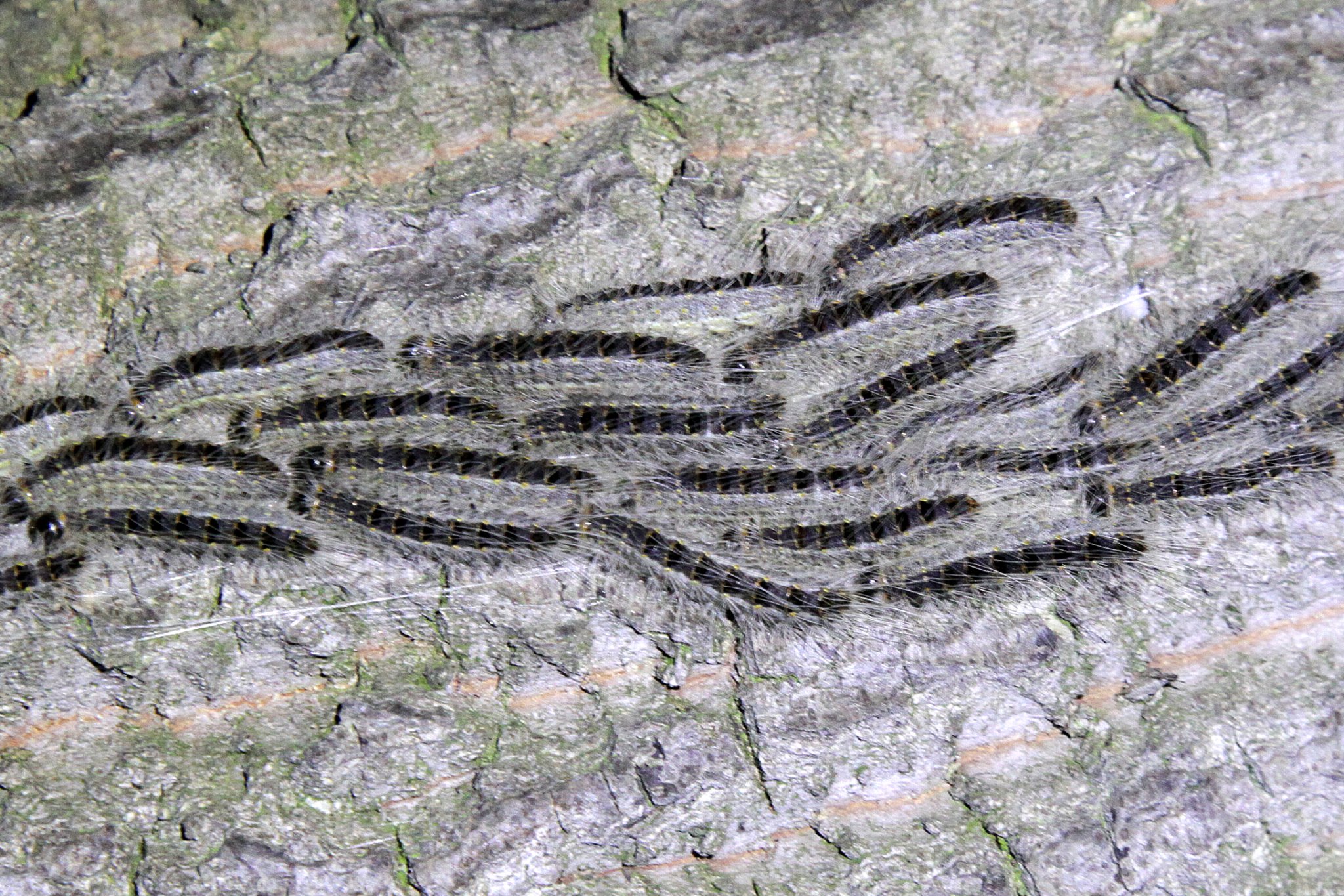 Sauger hilft im Kampf gegen die Raupe Lünen