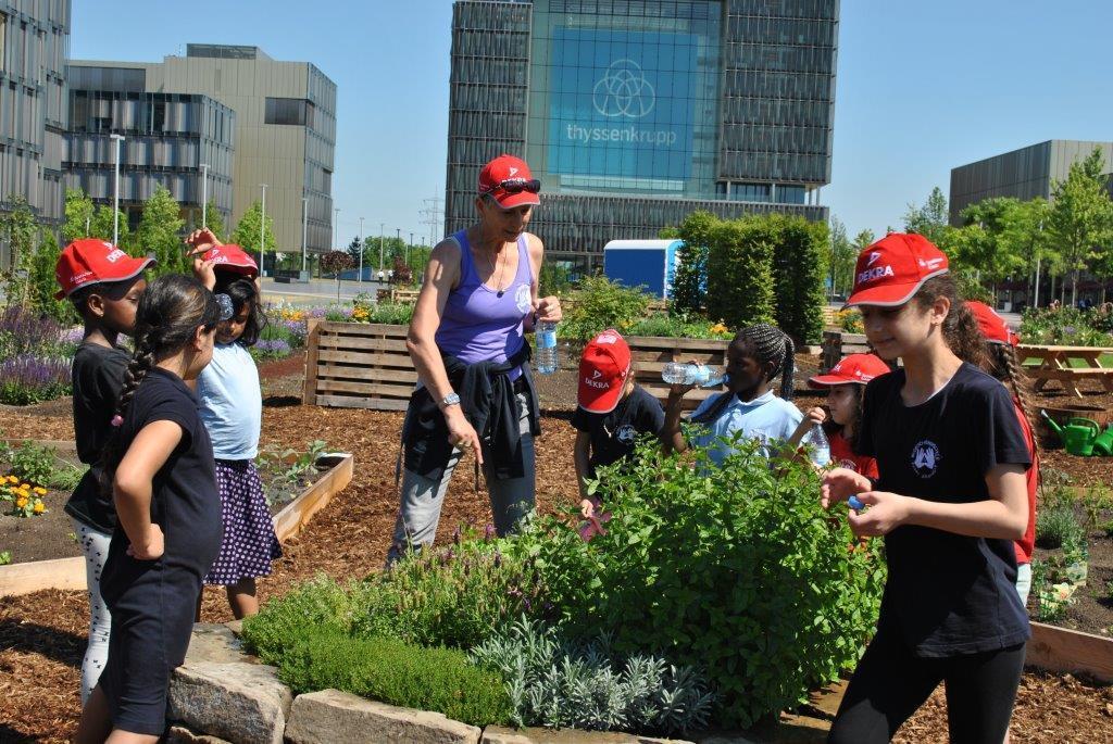 Für das große urband gardening Projekt hat thyssankrupp die markante Wasserachse des Quartiers mit ihren 4800 Quadratmetern Fläche trockengelegt, in einen riesigen Garten verwandelt. Rektorin Hannelore Herz-Höhnke, Bodelschwinghschule, pflegt, hegt, bewässert mit Schülern das schuleigene Hochbeet. Foto: Schattberg