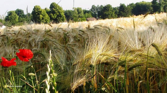 Kornfeld | Foto: © Peter Bradula