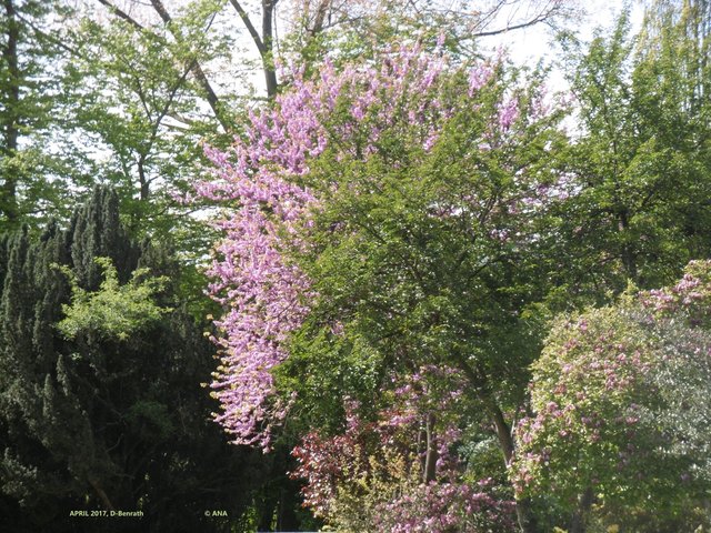 .... schön, was so Ende APRIL bereits blühte