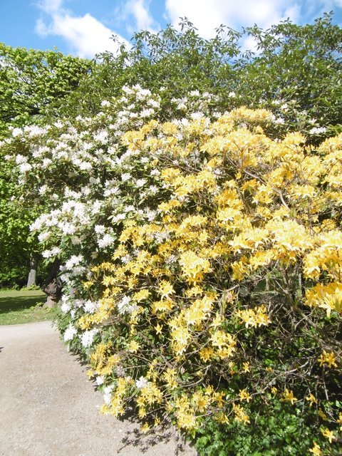 ...am Wegesrand im Benrather´Schlosspark