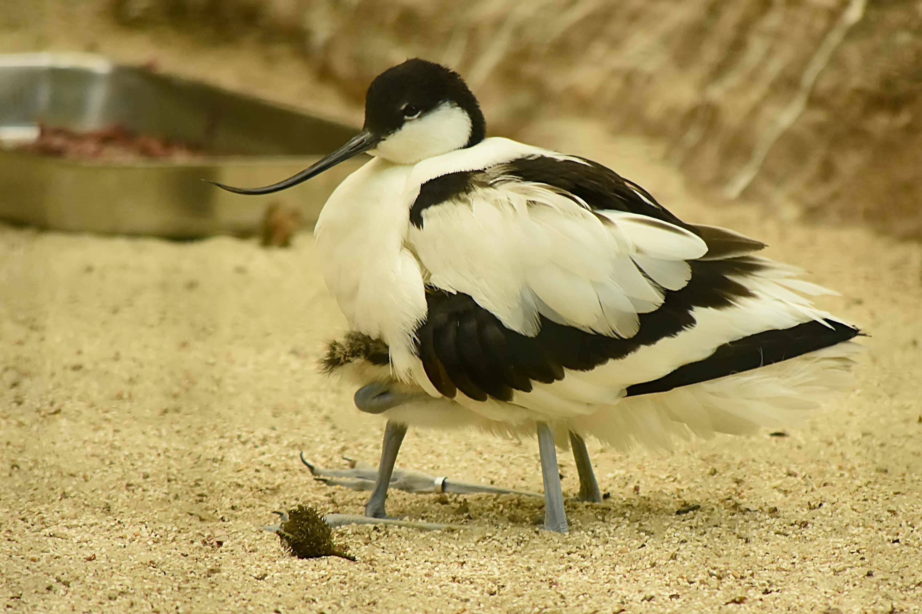 Unter Mamas Gefieder verstecken sich die Jungvögel gern