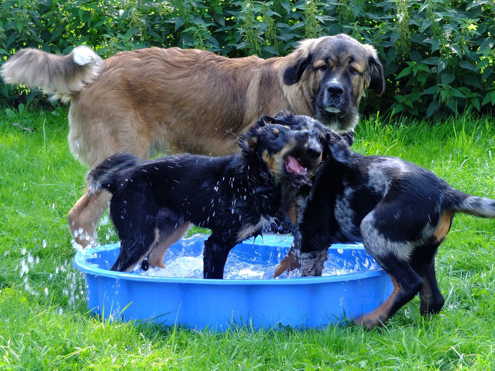 Der alltagstaugliche Familienhund Vielseitige Ausbildung von Hunden