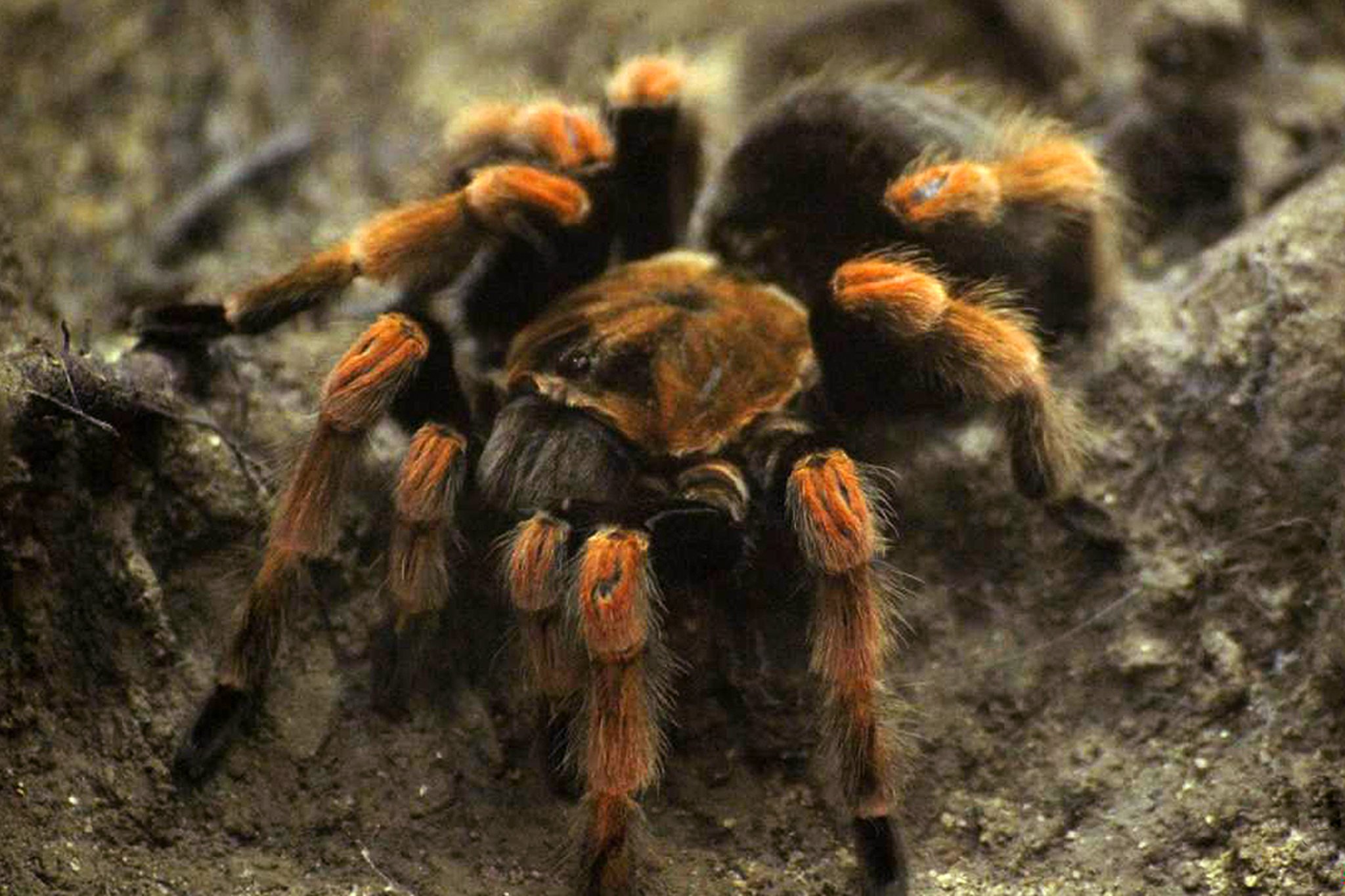 Vogelspinne auf Firmengelände eingefangen Hagen Vogelspinne auf Firmengelände eingefangen Hagen