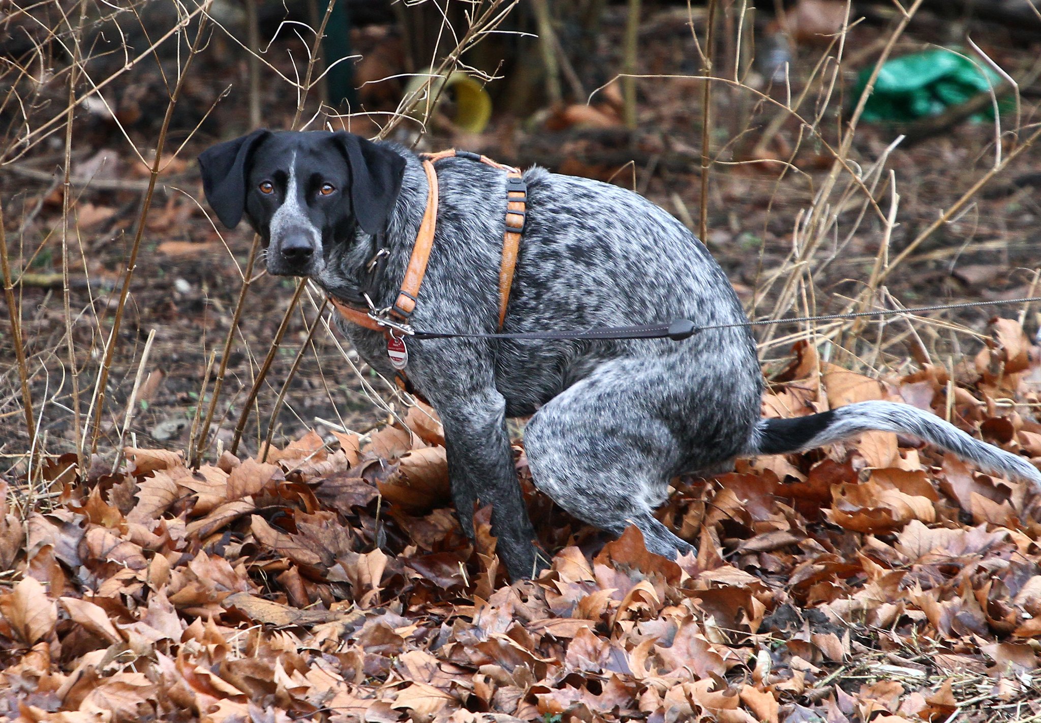 Wie Oft Muss Ein Hund Kaka Machen Hundekacke am Spielplatz: Stadt appelliert an Hundesitzer - Schwerte