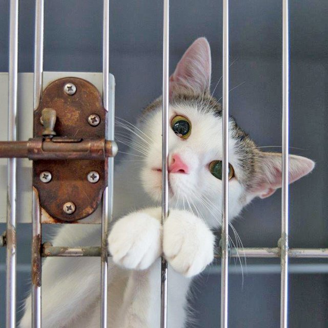 1734: Katze, weiblich; gefunden am 25. Juli an der Tränke 8 in Altenessen