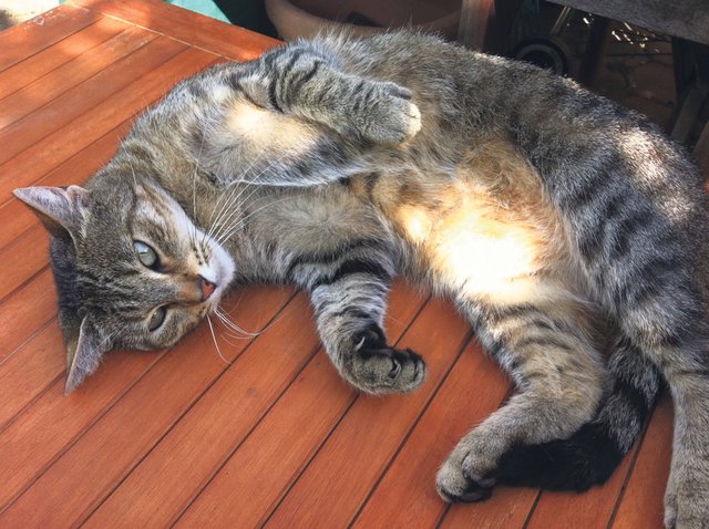 Katzenlady Leyla genießt die Sonne - und hat keinerlei Kamerascheu.