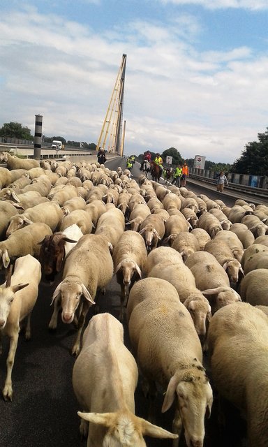 Ein nicht gerade alltägliches Bild: die Schafherde hat eine Autobahn für sich allein. Fotos: Reiner Terhorst