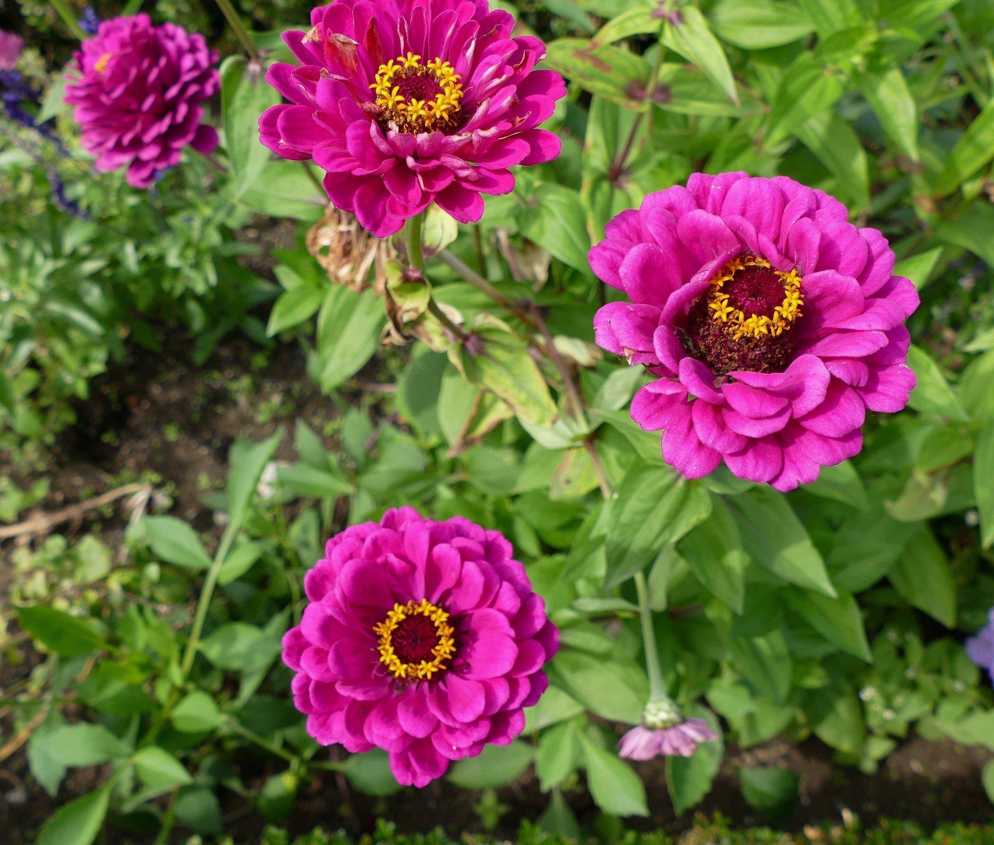 Ein paar Blumen CastropRauxel