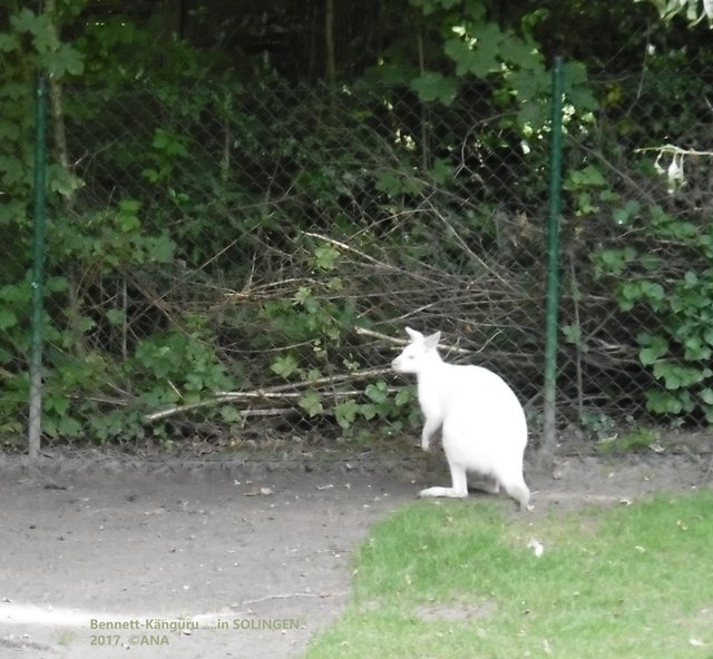 RU´Ru´... ein KÄNGURU´....