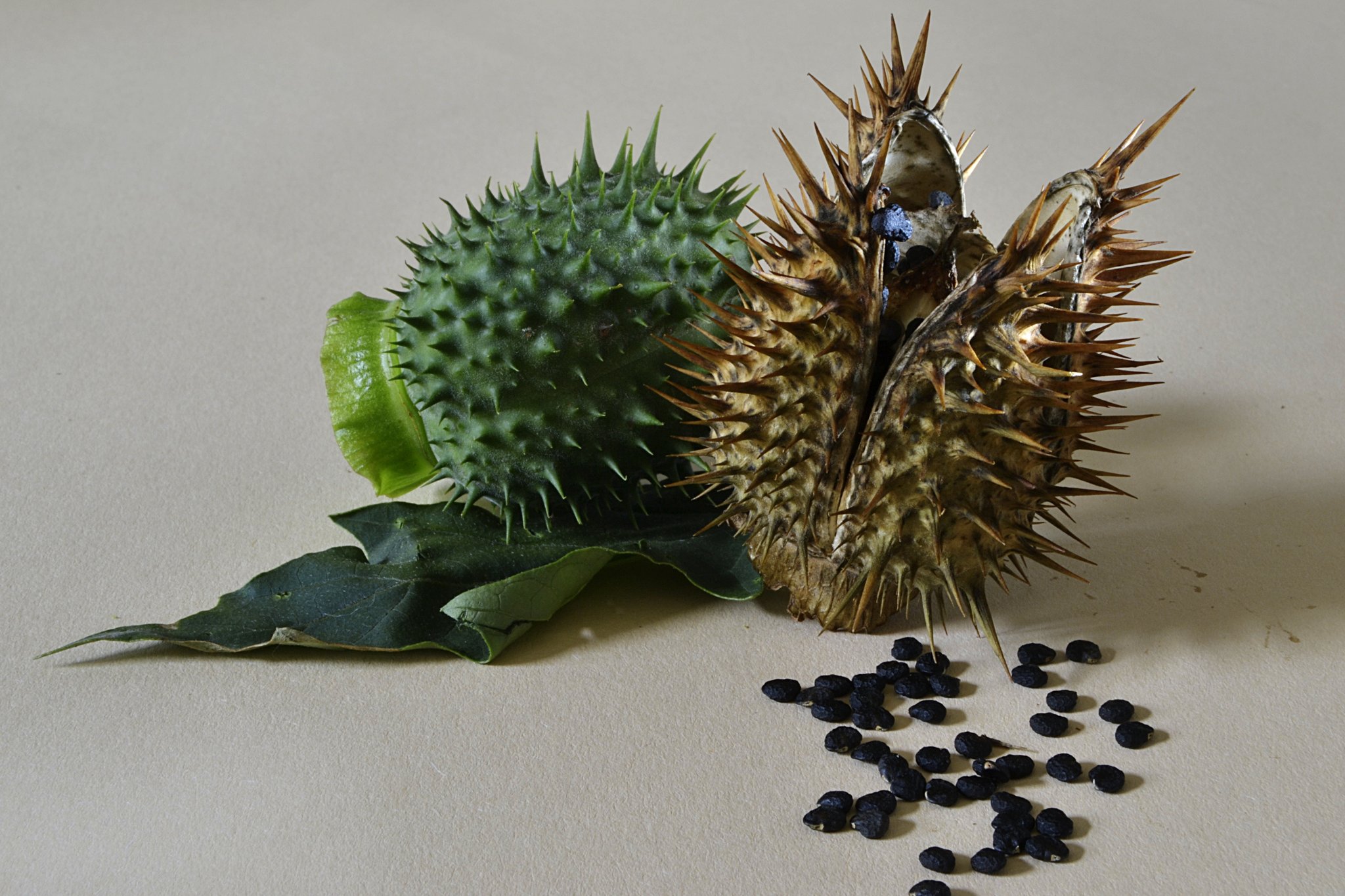 Gemeiner Stechapfel (Datura stramonium) Lünen