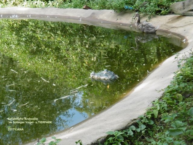 VORSICHT: es gibt auch K R O K O D I L E... in Solingen!!! :-)