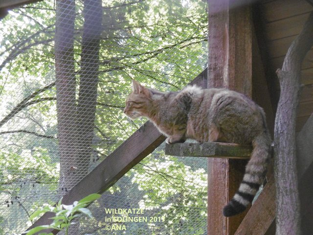 MIAU! Ob die auch Hunger hat ...????