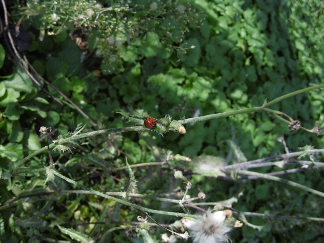 klein... sehr klein ...