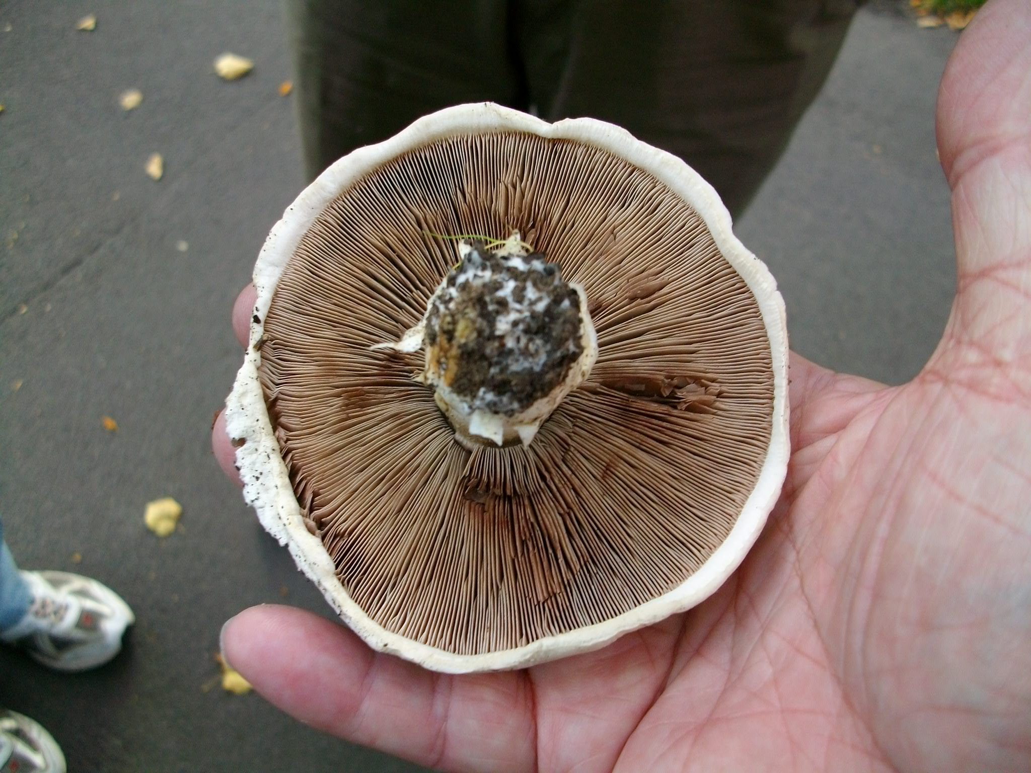 Pilze sind lecker und nahrhaft. Einige von ihnen sollte man jedoch mit Vorsicht genießen.
