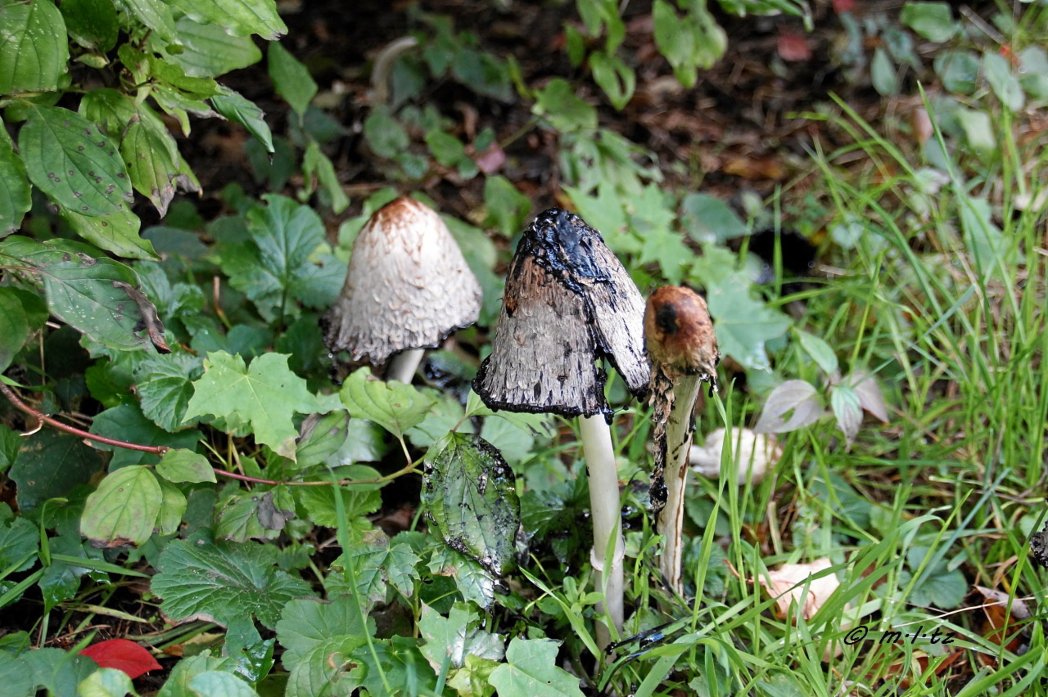 Warum der Tintling Tintling heißt! Düsseldorf