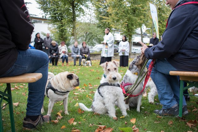 Die Hunde warten geduldig auf ihre Segnung.