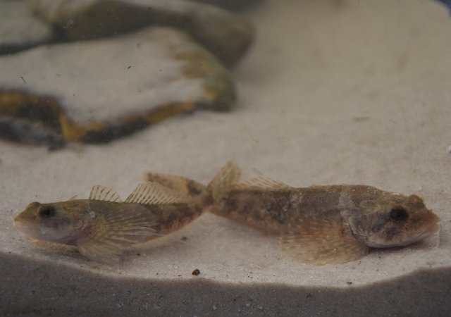 Im Borbecker Mühlenbach, genauer: in seinem renaturierten Abschnitt, wurden kürzlich Emschergroppen ausgewildert.