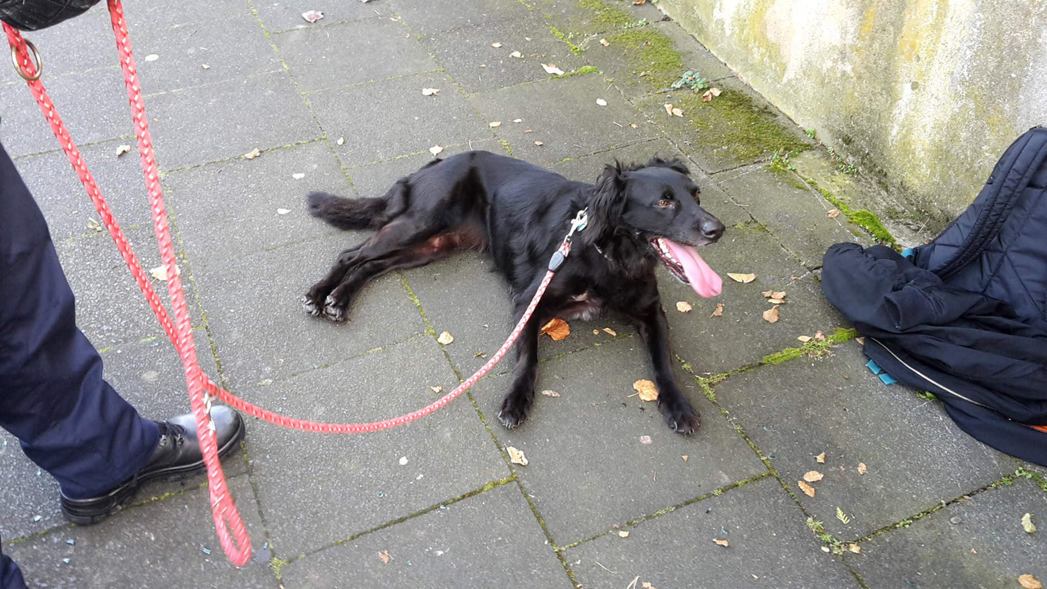 Lebensbedrohlich Ordnungsamt rettet Hund aus überhitztem Auto Hagen