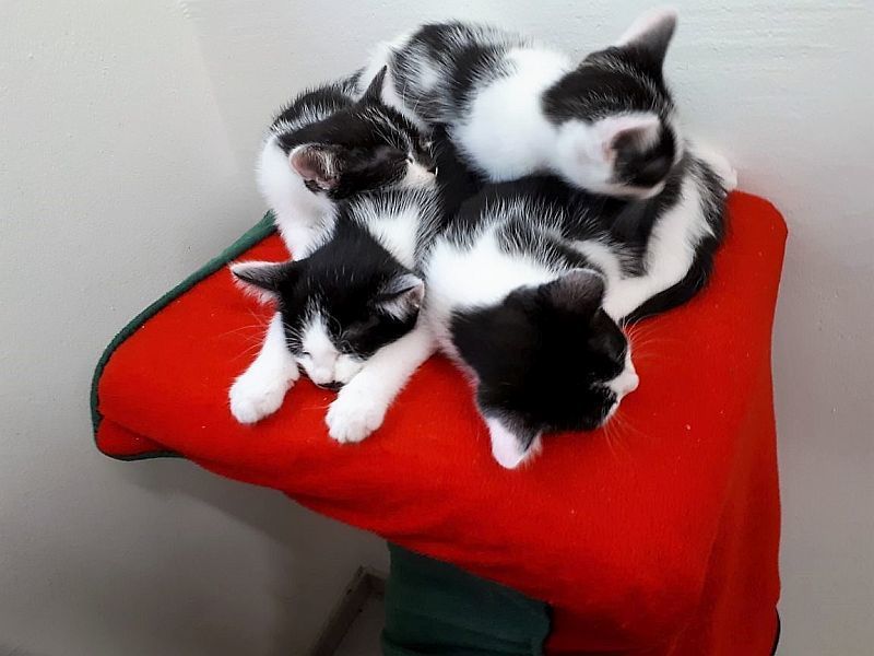Diese Katzen suchen ein Zuhause