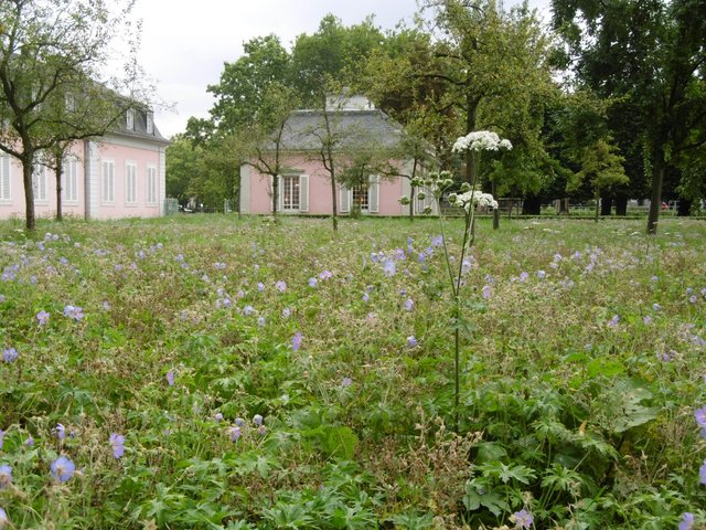 herrlich, diese Wiese in Benrath ...