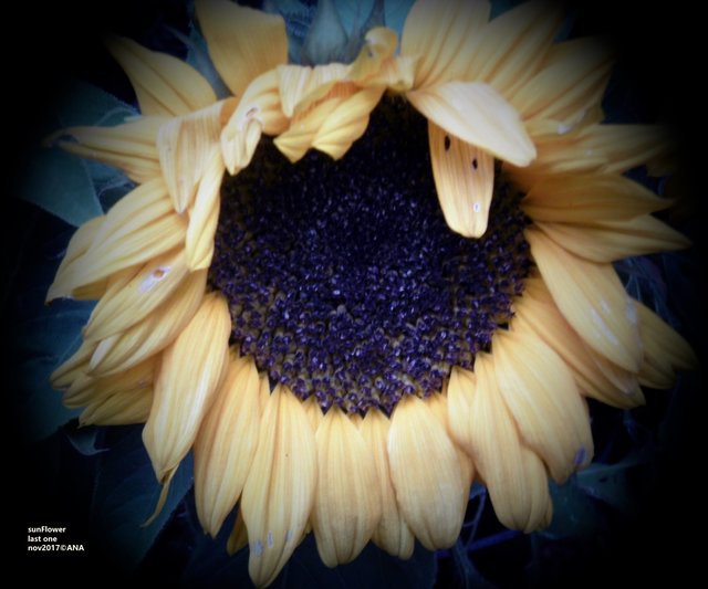 auch bearbeitet ... die SUN FLOWER...