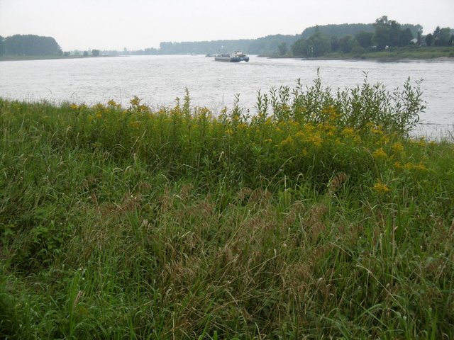 am Rhein bei Düsseldorf