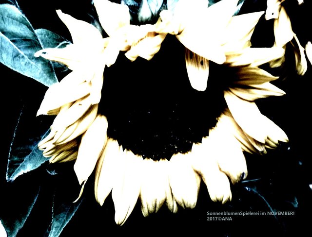 SUN FLOWER... bearbeitet...