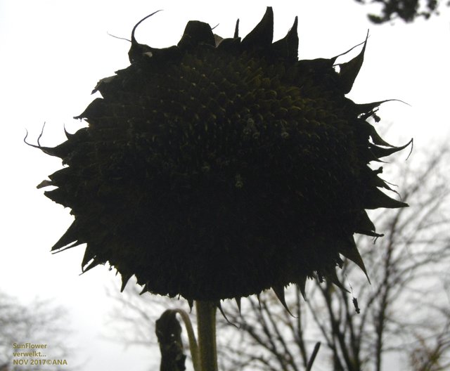 VERWELKT... es ist NOVEMBER!