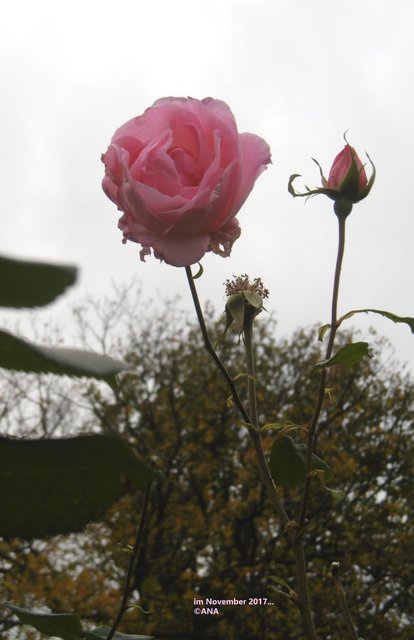 ...noch einmal kurz empor-recken´