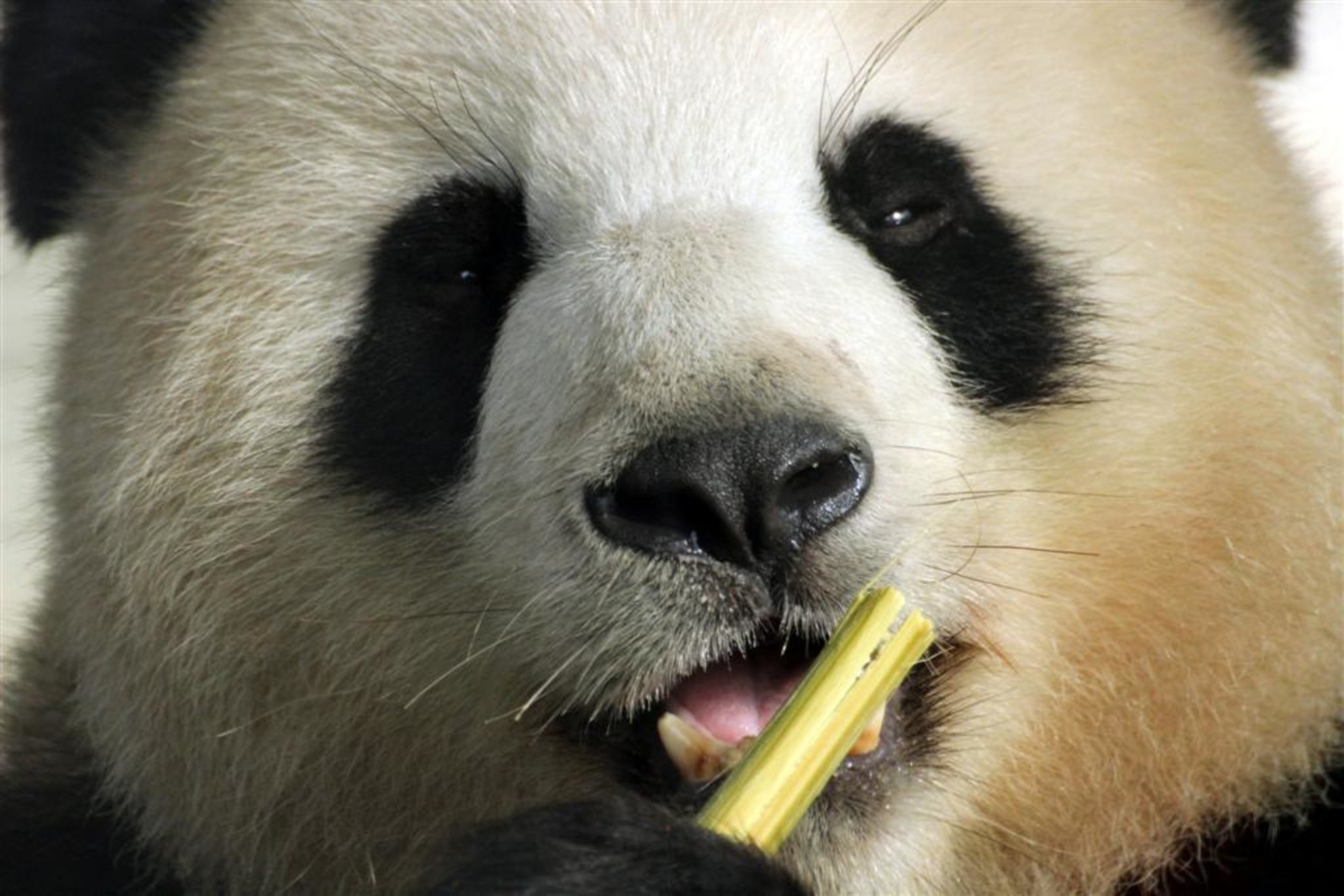 "Berliner Woche": Süßer Panda-Alarm im Berliner Zoo - Hagen