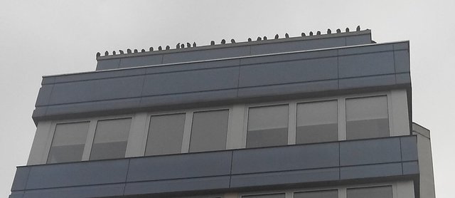 die Tauben sitzen rund herum